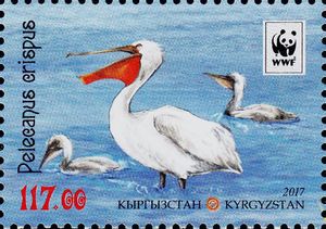 Dalmatian Pelican (Pelecanus crispus), Wading