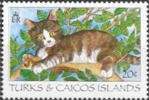 Domestic Cat (Felis silvestris catus)