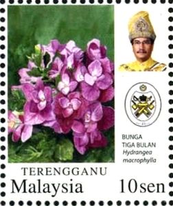 Hydrangea macrophylla