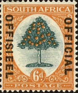 Orange Tree (Citrus sinensis)