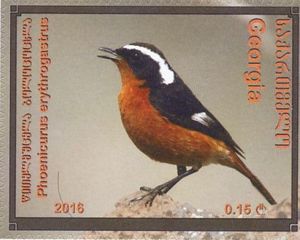 Moussier's Redstart (Phoenicurus moussieri)