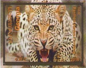 Leopard (Panthera pardus Linnacus)