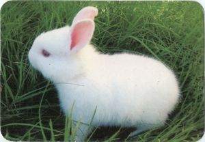 Calendario de Bolsillo: White Rabbit in the Grass (Brasil(Rabbits) Col ...