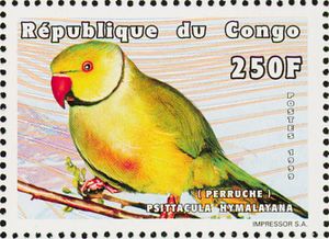 "Psittacula hymalayana" - (see Description)