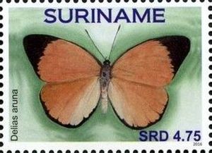 Golden Jezebel (Delias aruna)