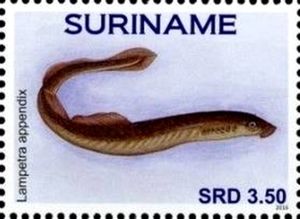 American Brook Lamprey (Lampetra appendix)