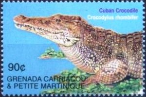 Cuban crocodile (Crocodylus rhombifer)