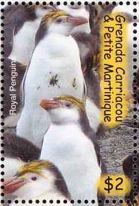 Royal Penguin (Eudyptes schlegeli)