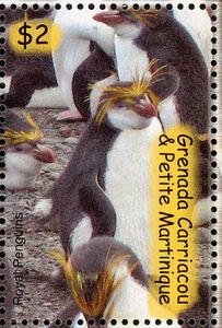 Royal Penguin (Eudyptes schlegeli)