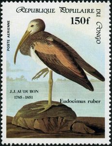 Scarlet Ibis (Eudocimus ruber)