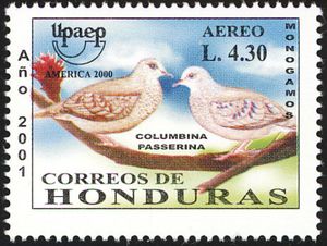 Common Ground-dove (Columbina passerina)