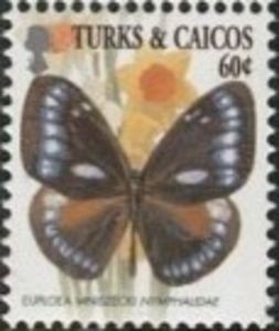 Crow (Euploea mniszechi)