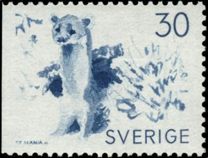 Stoat (Mustela erminea)