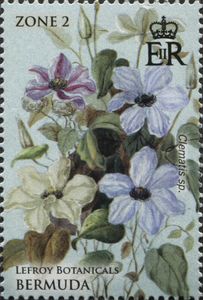 Clematis sp.