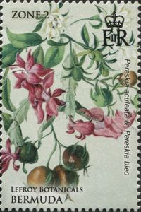 Pereskia aculeata and Pereskia bleo