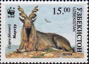 Markhor (Capra falconeri)