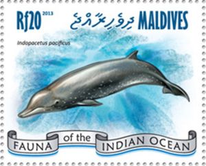 Longman's Beaked Whale (Indopacetus pacificus)