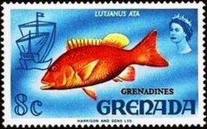 Snapper (Lutianus sp.) - Overprinted