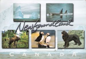 Newfoundland