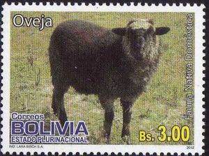 Domestic Sheep (Ovis aries)
