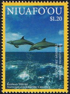 Common Bottlenose Dolphin (Tursiops truncatus)