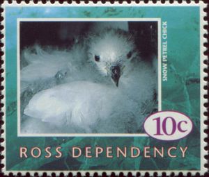 Snow Petrel (Pagodroma nivea)