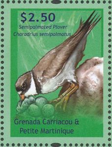 Semipalmated Plover (Charadrius semipalmatus)