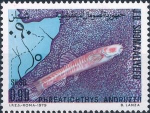 Phreatichthys andruzzii