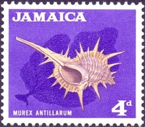Morex Antillarum