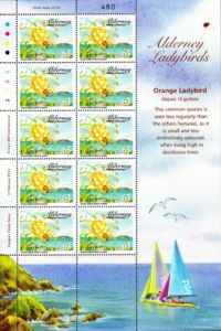 Orange Ladybird (Halyzia sedecimguttata)