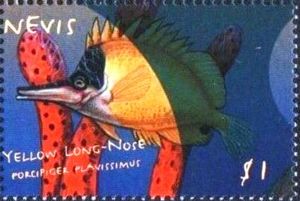 Yellow Long-nose (Forcipiger flavissimus)