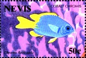 Cobalt chromis (Chromis flavicauda)