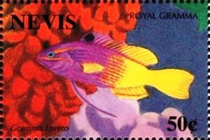 Royal Gramma (Gramma loreto)