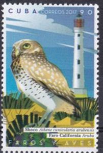 Burrowing Owl (Athene cunicularia arubensis)