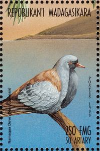Namaqua Dove (Oena capensis)