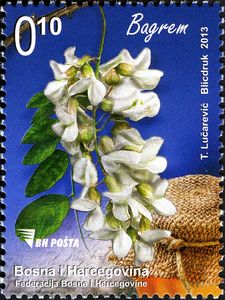 Robinia pseudoacacia