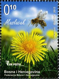 Taraxacum officinale