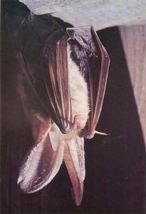 Brown long-eared bat (Plecotus auritus)
