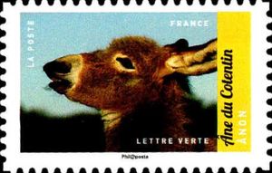 Cotentin Donkey (Equus asinus asinus)