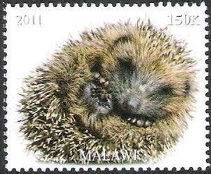 Hedgehog