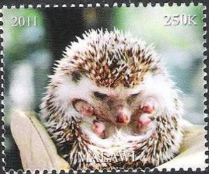 Hedgehog