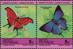 Ruddy Daggerwing & Cambridge Blue