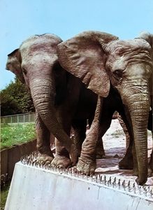 Chorzów ZOO - African Elephants