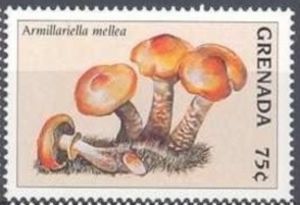 Armillariella mellea