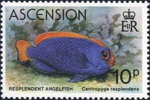 Resplendent Pygmy Angelfish (Centropyge resplendens)