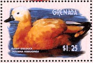 Ruddy Shelduck (Tadorna ferruginea)