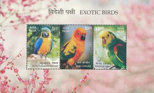 Exotic Birds