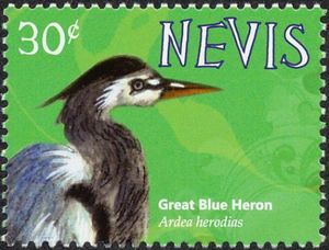 Great Blue Heron (Ardea herodias)