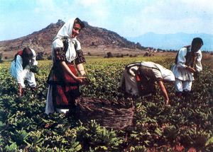 significance of tobacco in native american culture Ceremonial Tobacco Kinni-Kinnick | Native American Herb Blend