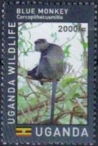 Blue Monkey (Cercopithecus mitis)